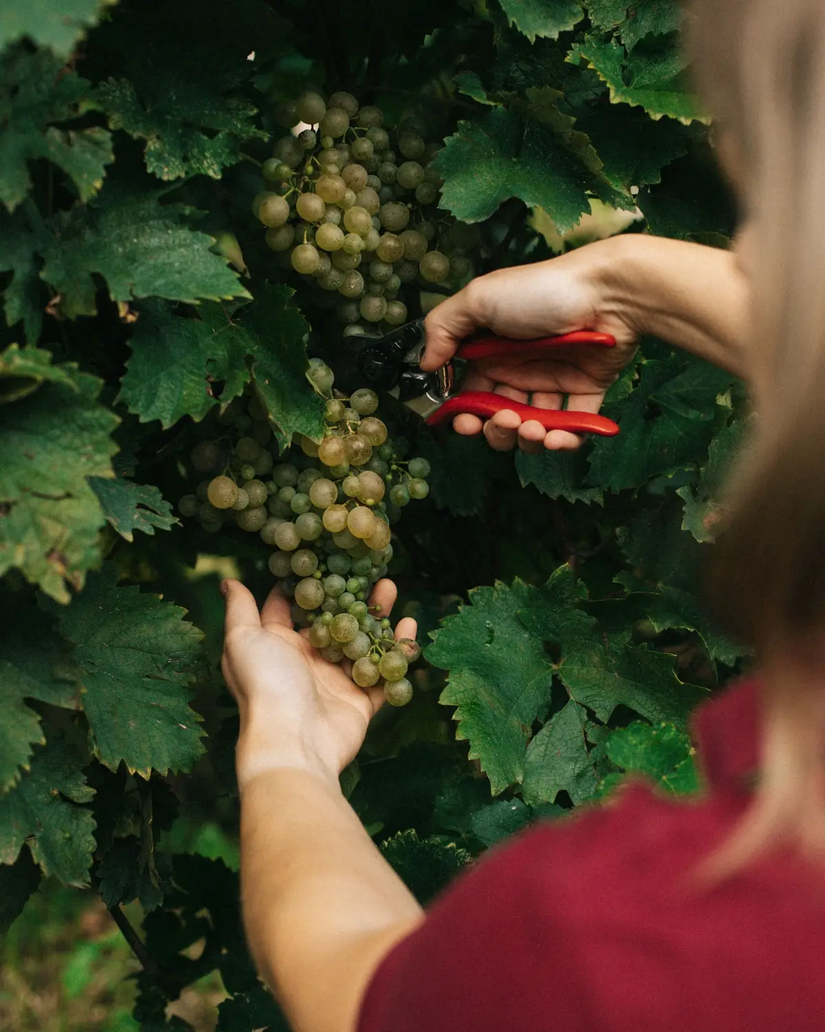 Prosecco Valdobbiadene: caratteristiche, consigli e curiosità