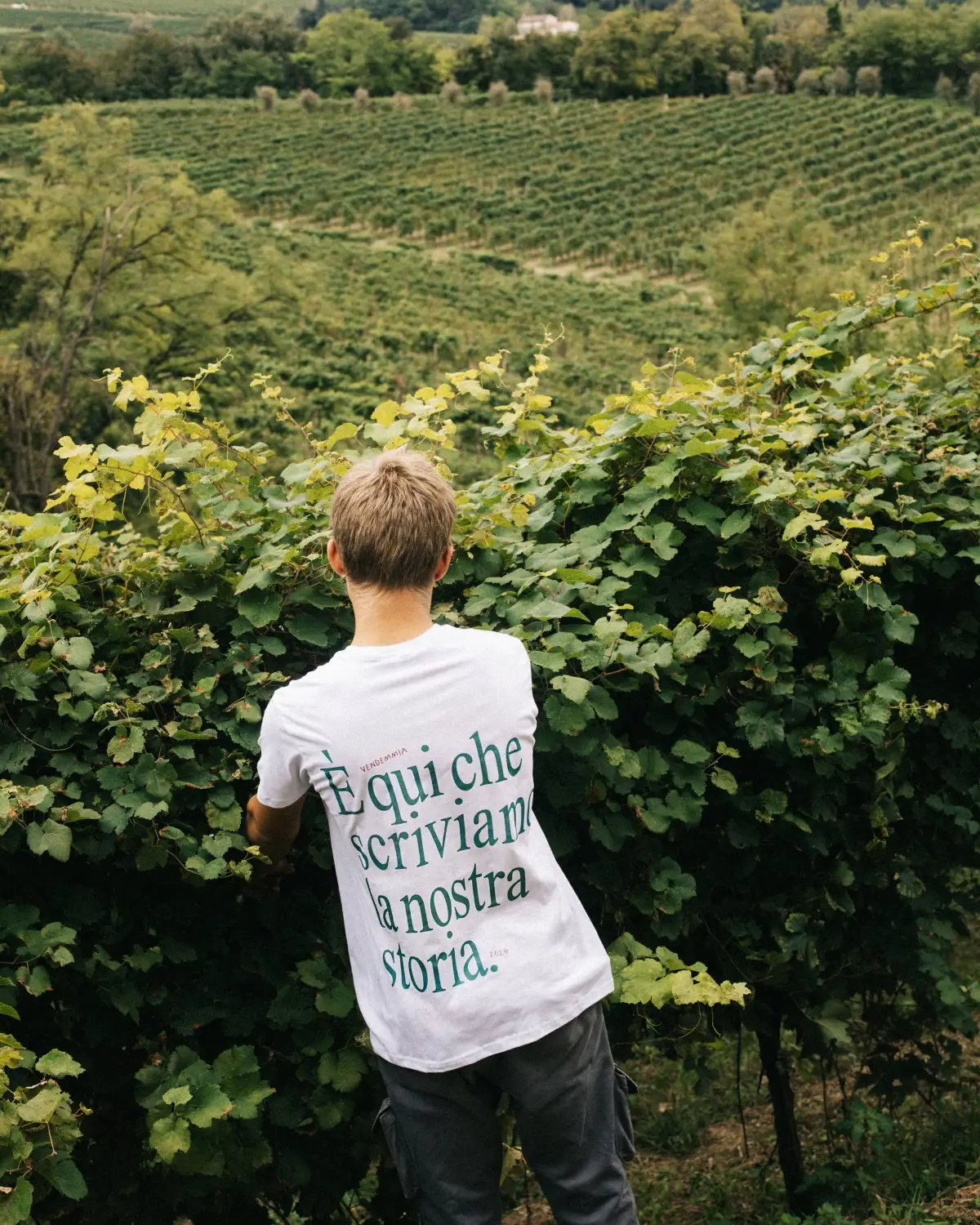 Vino biologico: caratteristiche, produzione e conservazione